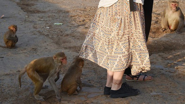 קופים תקפו תיירים ליד טאג' מהאל ב הודו (צילום: AFP)
