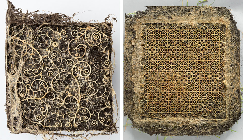 דיאנה שרר תציג כר דשא שאותו היא מגדלת בתוך תבניות דקורטיביות, כך שהשורשים יוצרים מעין שטיח מעוצב (צילום: דיאנה שרר)