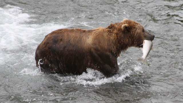 אלסקה ציד דובים עם פיתיון דונאט דונאטס מותר (צילום: AP)