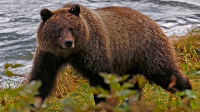 אלסקה ציד דובים עם פיתיון דונאט דונאטס מותר (צילום: רויטרס)