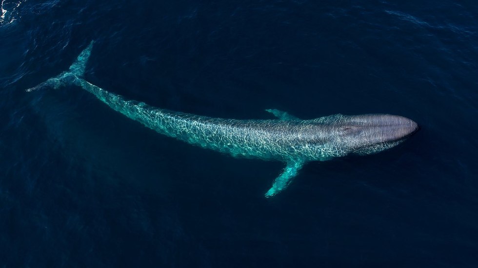 לוויתן כחול (צילום: shutterstock)