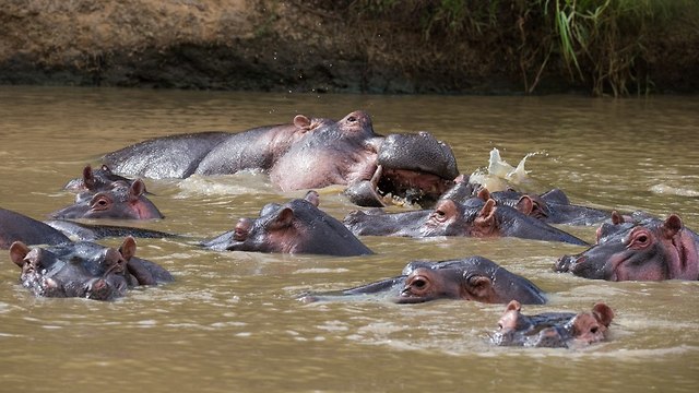 היפופוטמיםם בנהר מארה (צילום: shuttertock)