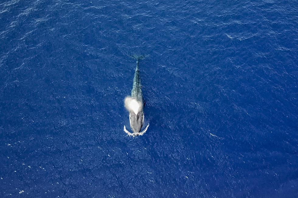 לוויתן כחול באילת (צילום: Marcos Schönholz)
