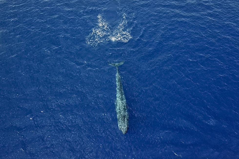 לוויתן כחול באילת (צילום: Marcos Schönholz)