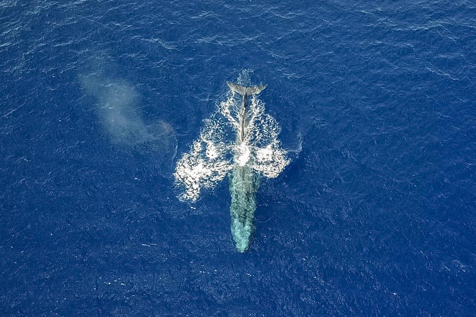 Голубой кит. Фото: Marcos Schönholz