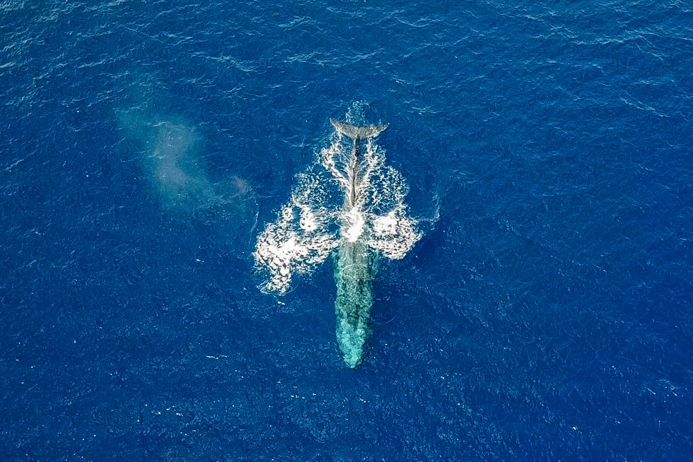 The blue whale was the first ever sighted in Eilat's gulf (Photo: Marcos Schönholz)