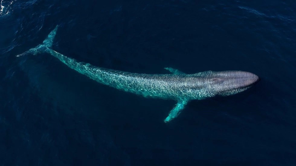A blue whale previously sighted in the US (Photo: Shutterstock)