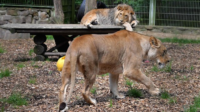 אריה גן חיות גרמניה אריות (צילום: AFP)