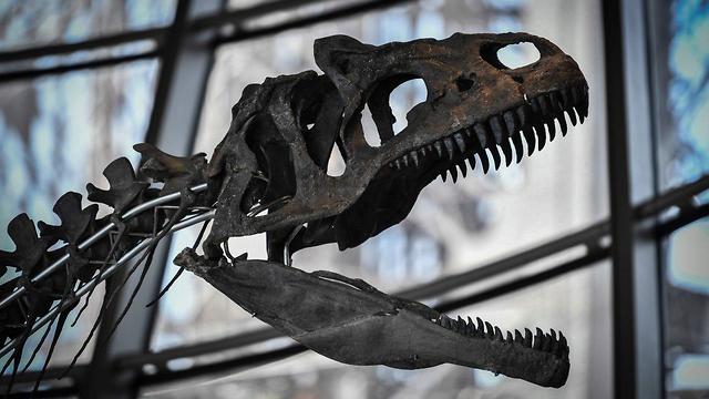 שלד דינוזאור מוצא למכירה בצרפת (צילום: AFP)