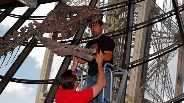 שלד דינוזאור מוצא למכירה בצרפת (צילום: AFP)