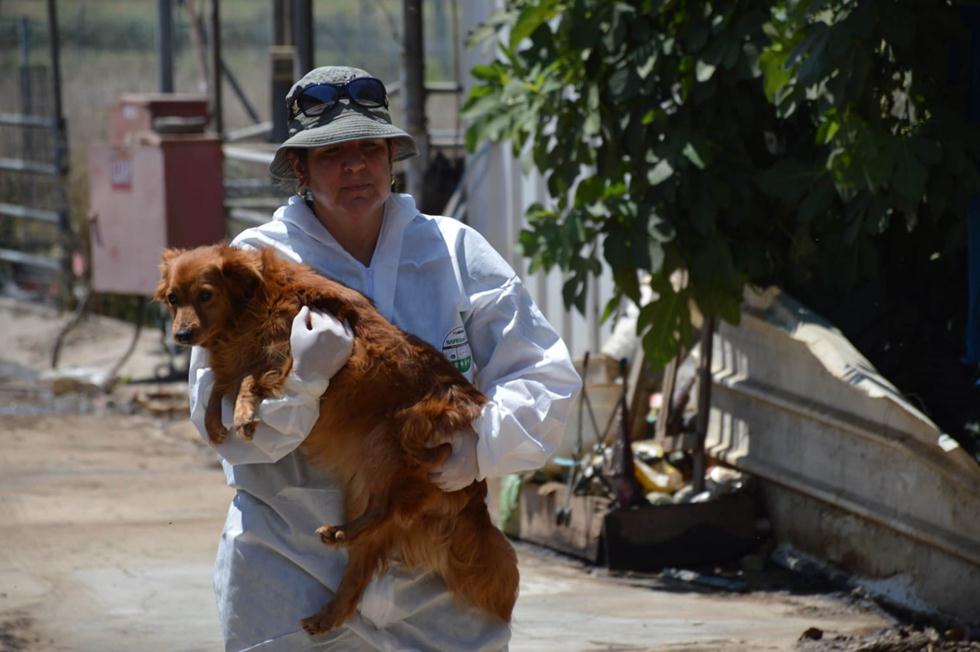 פינוי כלב מעמותה למען בעלי חיים (צילום: משרד החקלאות)