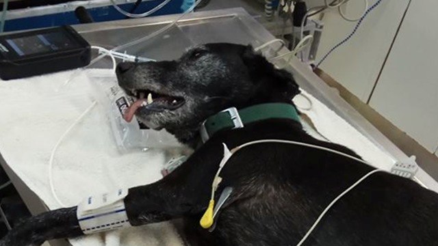 Собака Хамуда, выжившая после отравления. Фото: Саар Гринберг
