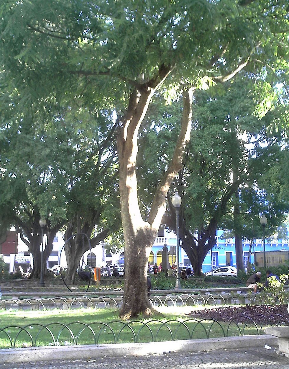 עץ ברזיל (צילום: shutterstock)