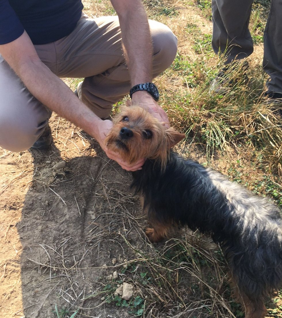 ילדה נמצאה בשדה תירס במיזורי בזכות נביחות של הכלב שלה ()