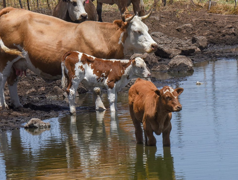פרות ברמת הגולן (צילום: אביהו שפירא)