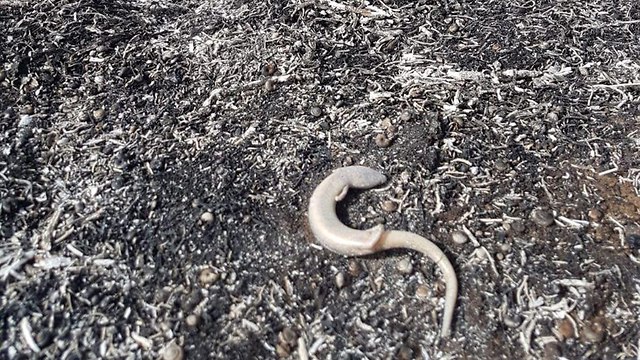 Reptiles fall victim to fires (Photo: Nature and Parks Authority)