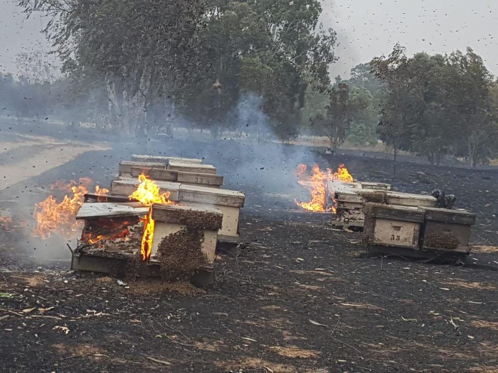 Пожар у границы с Газой. Фото: Управление парков и заповедников