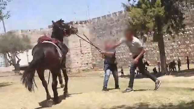 התעללות בסוסים במזרח ירושלים ()