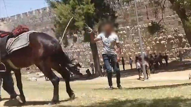 התעללות בסוסים במזרח ירושלים ()