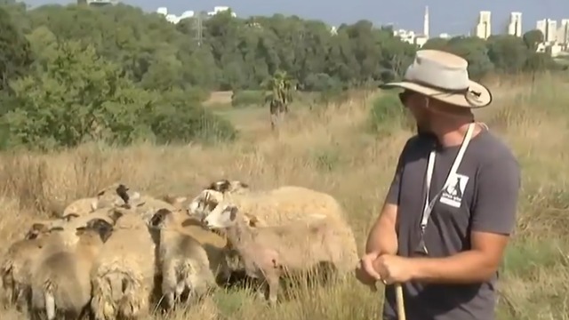 הכבשים בתל-אביב (צילום: עמית הובר)