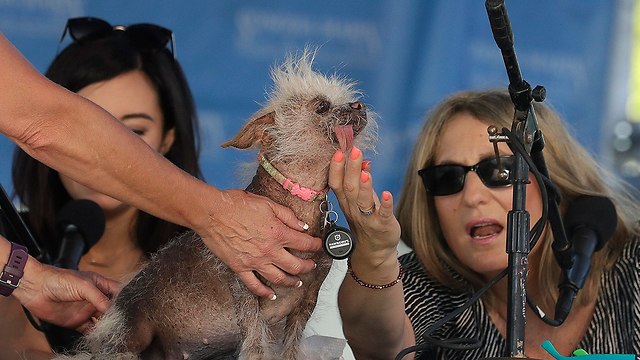 תחרות הכלב המכוער ביותר בעולם (צילום: AP)
