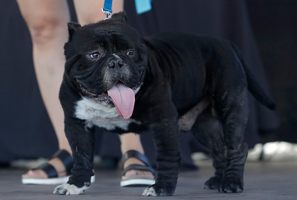 תחרות הכלב המכוער ביותר בעולם (צילום: AP)