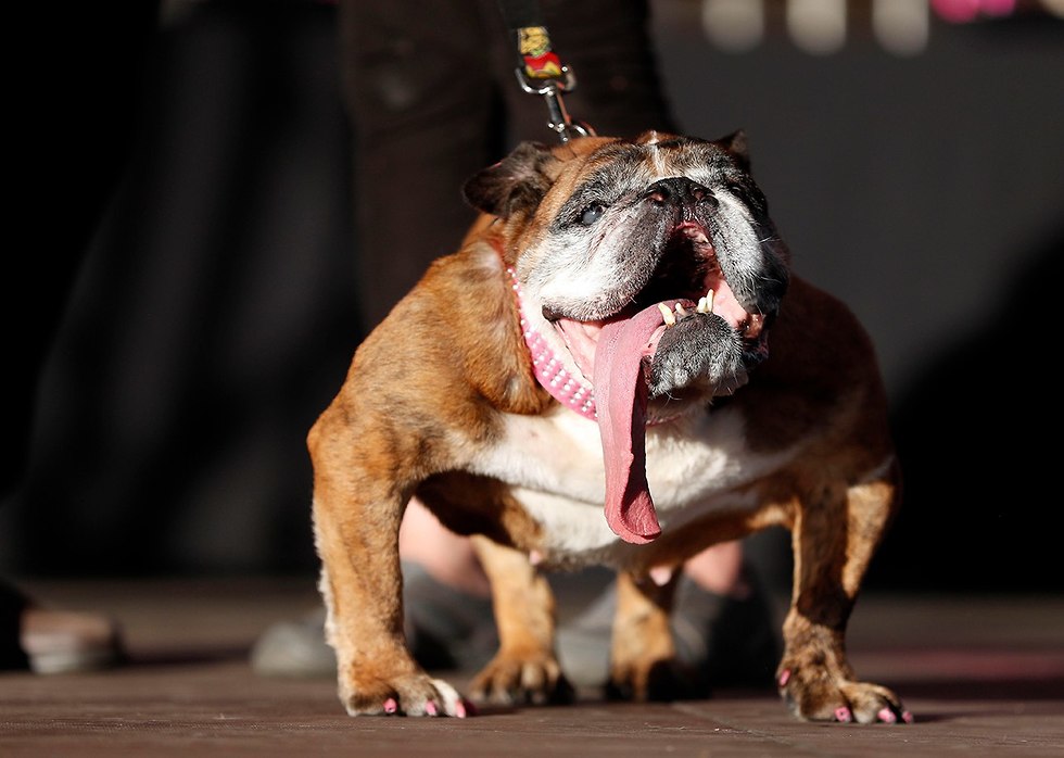 תחרות הכלב המכוער ביותר בעולם (צילום: EPA)