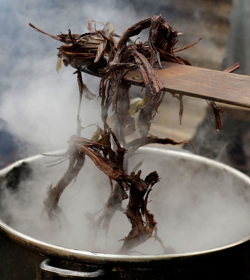 תעשיית ה איווסקה ב אמזונס פרו תה הזייתי (צילום: AP)