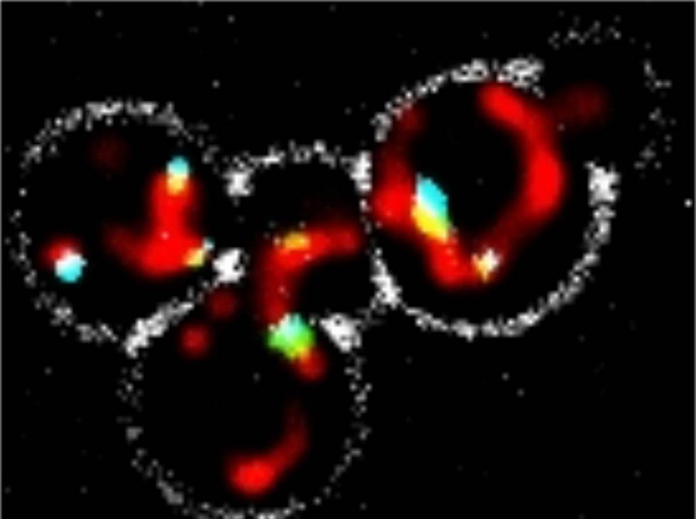 תמונת מיקרוסקופ של תאי שמר. אברוני המיטוכונדריה (מסומנים באדום) מחוברים לפרוקסיזומים (בתכלת) באמצעות 