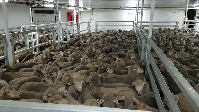כבשים בספינת משא (צילום: Animals Australia)