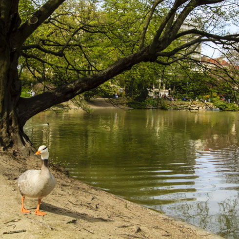 קרוסלות וברווזים פארק מונסורי (צילום: Shutterstock)