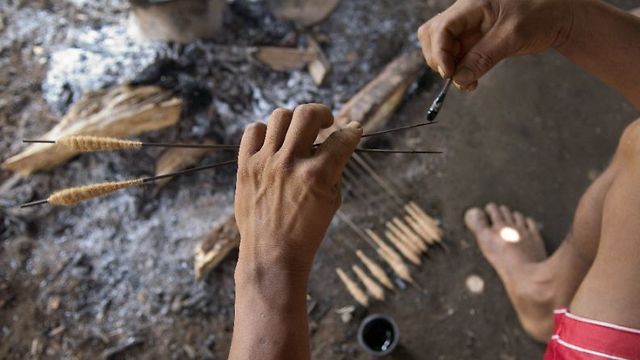 צייד בקולומביה מורח את החיצים ברעל הקורארה (צילום: AFP)