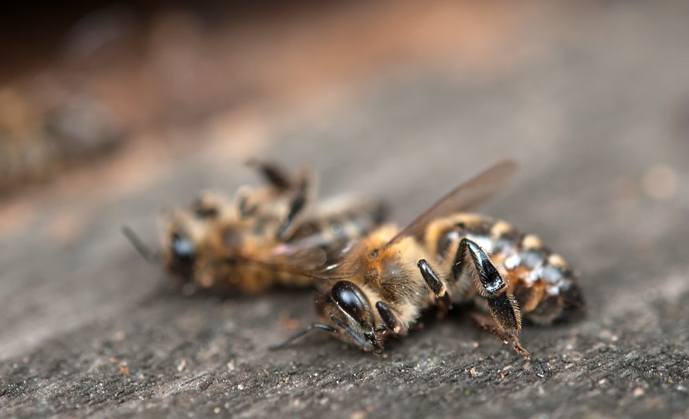 כוורת דבורים על עץ (צילום: shutterstock)