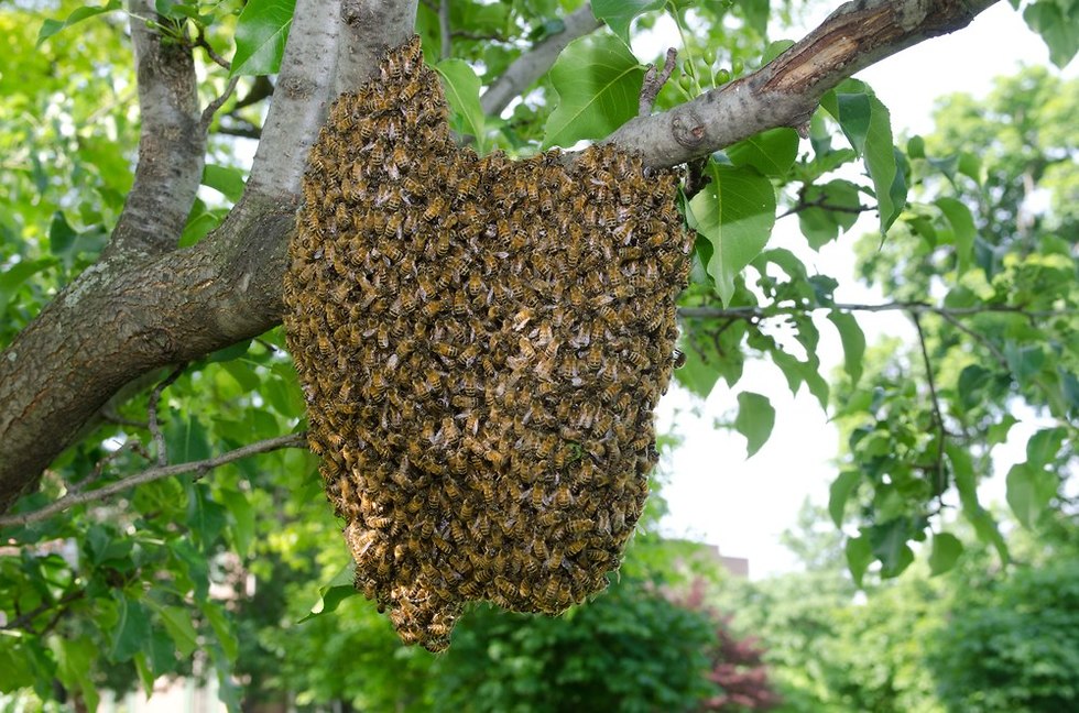 דבורים מתות (צילום: shutterstock)