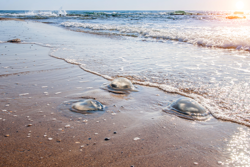 Медузы на пляже. Фото: shutterstock