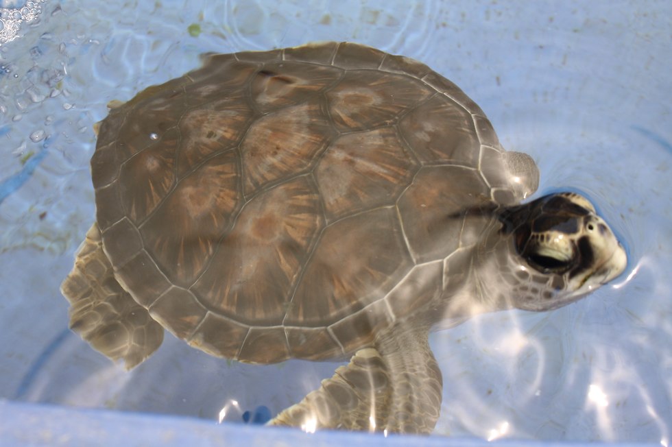 המרכז להצלת צבי ים (צילום: יעל לרנר)