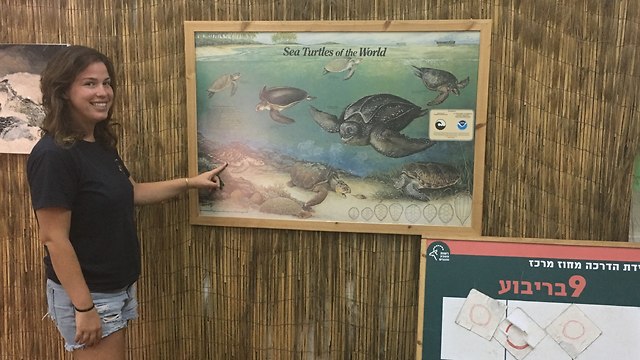 המרכז להצלת צבי ים (צילום: יעל לרנר)