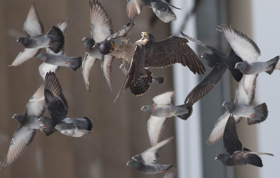   (צילום: Chris Saladin/Audubon Photography Awards/Audubon Photography Awards)