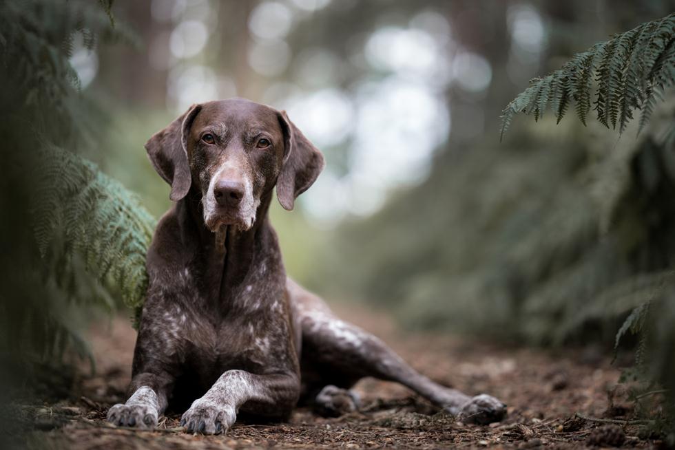 הזוכים בתחרות צילום כלבים בבריטניה (צילום:  Philip Wright ©  Dog Photographer of the Year 2018)