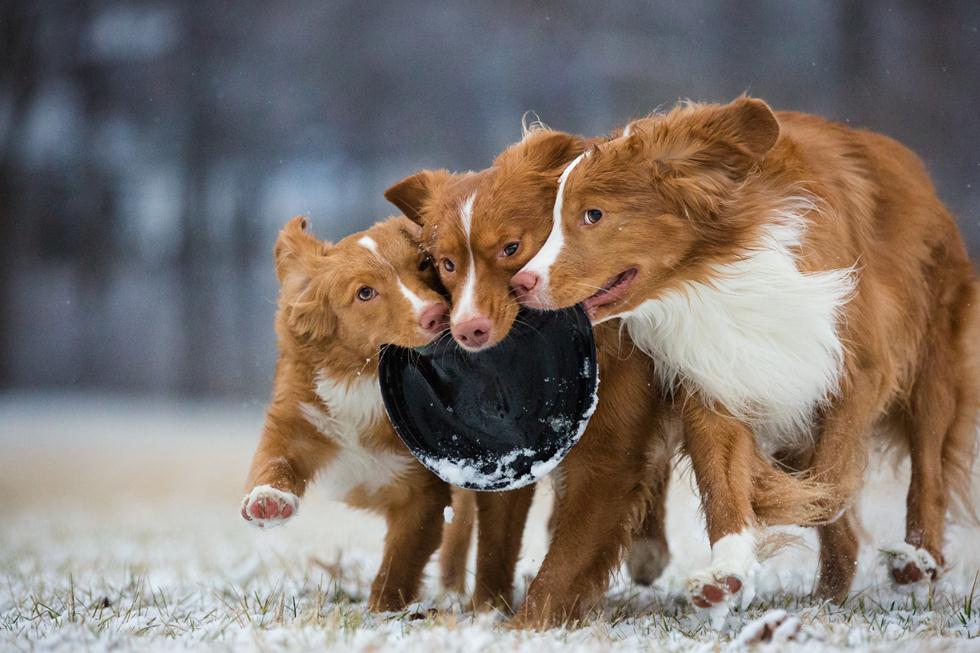 הזוכים בתחרות צילום כלבים בבריטניה (צילום: Sarah Beeson ©   Dog Photographer of the Year 2018)