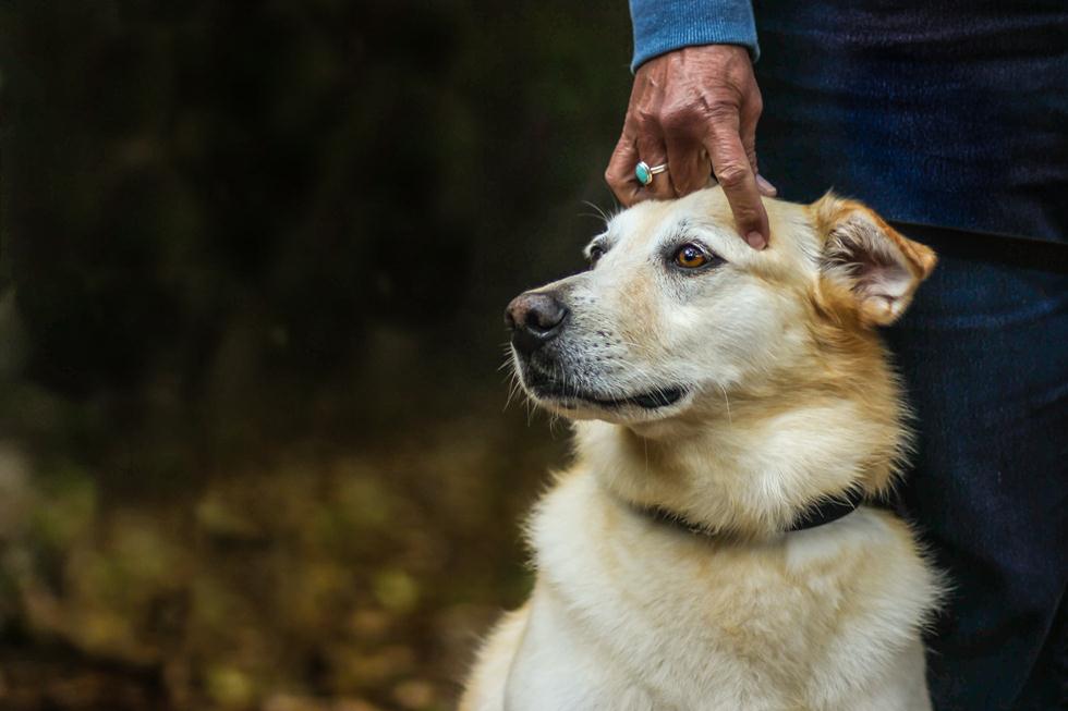 הזוכים בתחרות צילום כלבים בבריטניה (צילום: Sherilyn Vineyard ©   Dog Photographer of the Year 2018)
