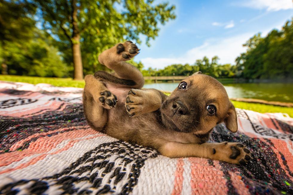 הזוכים בתחרות צילום כלבים בבריטניה (צילום:  Robyn Pope ©   Dog Photographer of the Year 2018)