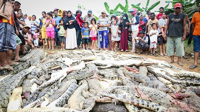 אינדונזיה רצחו 300 קרוקודילים כעונש על הרג אדם בידי קרוקודיל (צילום: EPA)