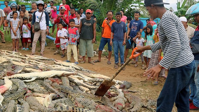 אינדונזיה רצחו 300 קרוקודילים כעונש על הרג אדם בידי קרוקודיל (צילום: רויטרס)