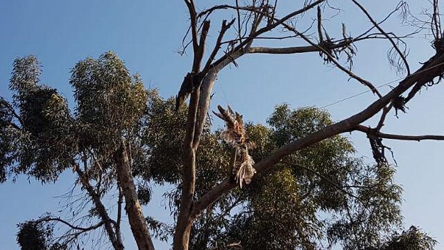 Kestrel found hanging from a tree tied to flammable material (Photo: Israel Nature and Parks Authority )