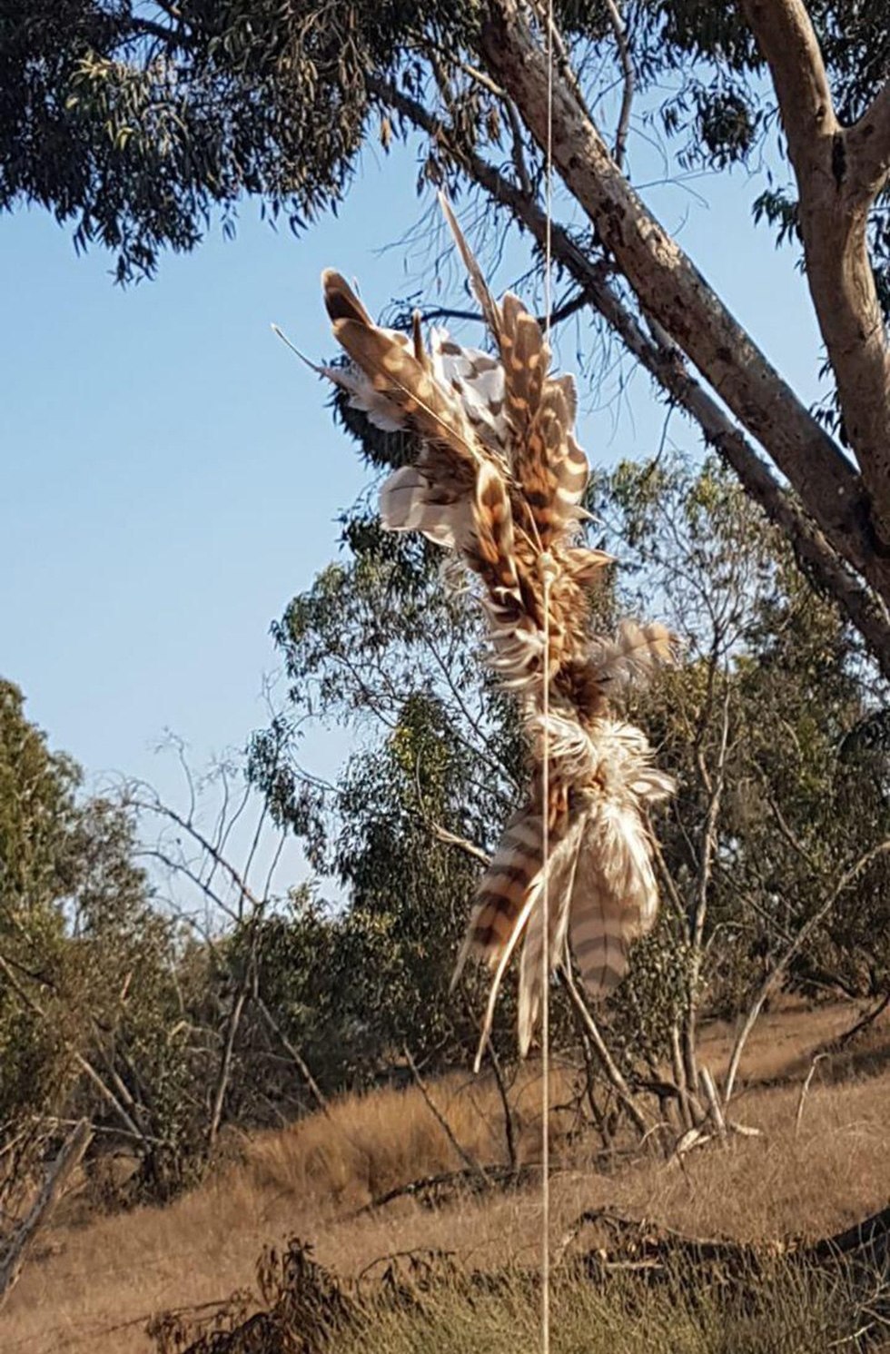 Сокол зацепился веревками за дерево и повис. Фото: Управление национальных парков и заповедников (Photo: Israel Nature and Parks Authority )