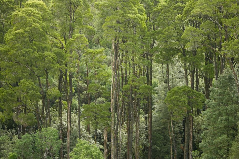 יערות אקליפטוס באוסטרליה (צילום: shutterstock)