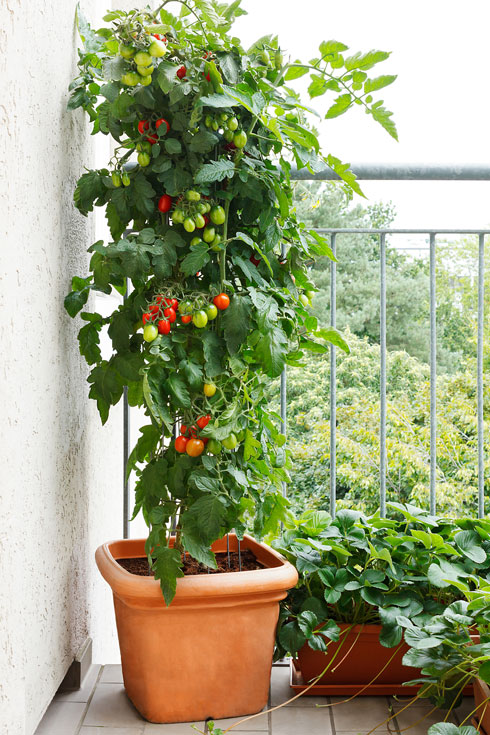 אדנית עגבניות (צילום: Shutterstock)