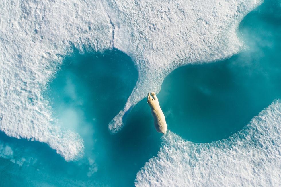דוב קוטב עובר בין גושי קרח (צילום:  Florian Ledoux / Drone Awards Photographer of the Year 2018)