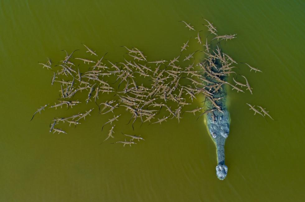 תנין גביאל הודי עם צאצאים בנהר (צילום:  Dhritiman Mukherjee / Drone Awards Photographer of the Year 2018)